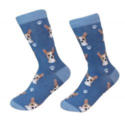 Chihuahua, fawn Socks