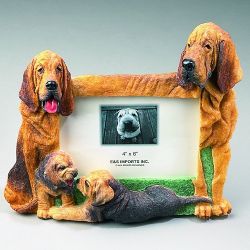 Bloodhound (4x6)