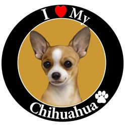 Chihuahua, tan