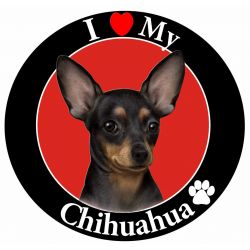 Chihuahua, black