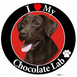 Labrador, chocolate