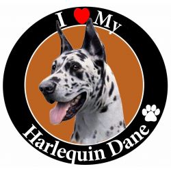 Harlequin Dane Dog