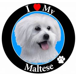 Maltese , puppy cut