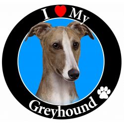 Greyhound, fawn & White