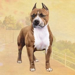 Pit Bull Standing Stone Coasters 