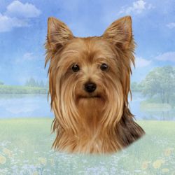Yorkshire Terrier_Sitting Stone Coasters