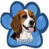 Beagle Car Magnet