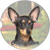 Chihuahua, Black car coaster