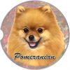 Pomeranian car coaster