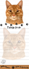 Tabby, orange cat
