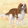 Cavalier King Charles Standing Stone Coasters