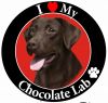 Labrador, chocolate