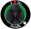 Poodle, black