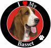 Basset Hound