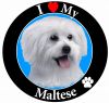 Maltese , puppy cut