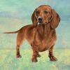 Dachshund Red Standing Stone Coasters