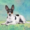 Rat Terrier Laying Stone Coasters